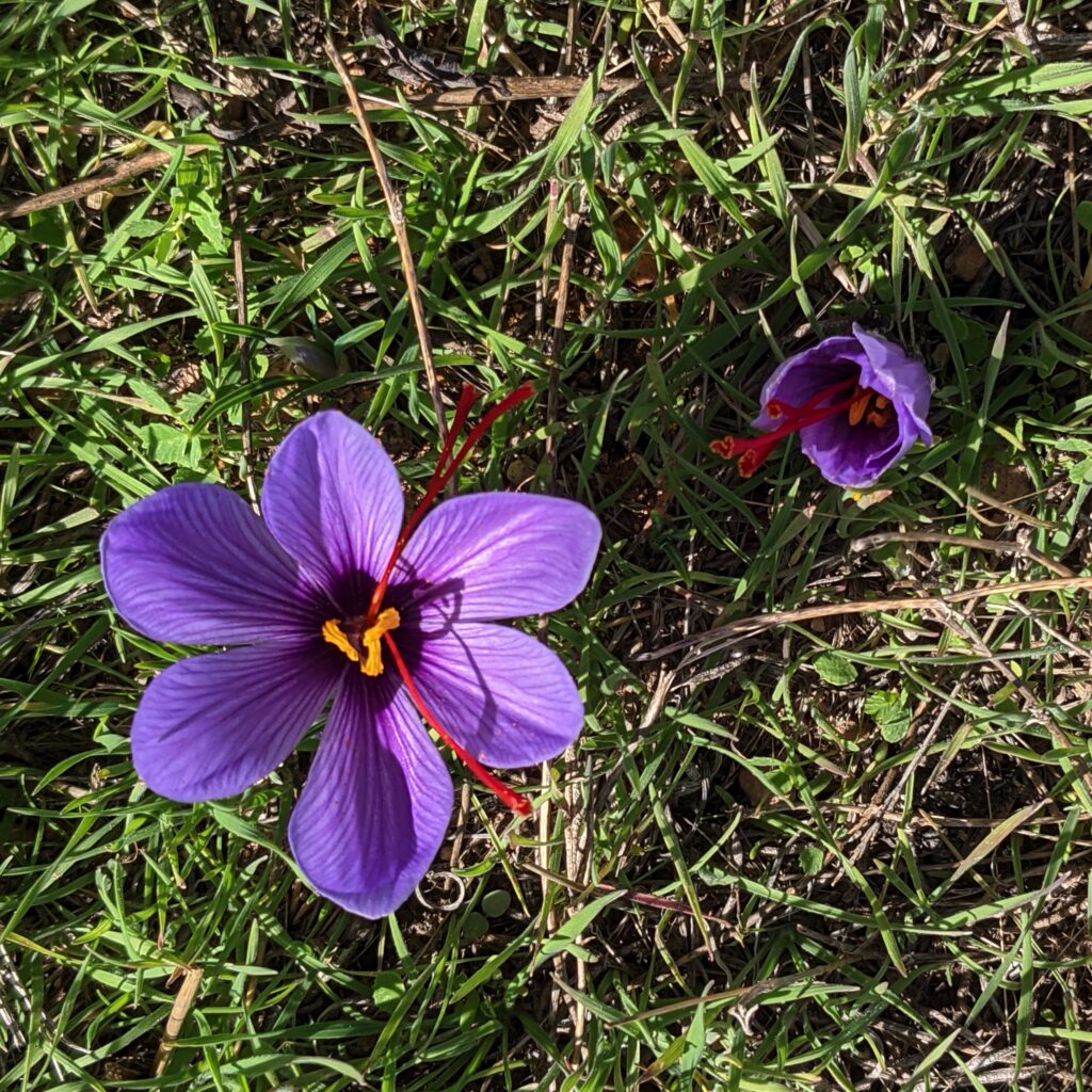 Fleur de Safran pleinement épanouie et sa voisine encore en bouton