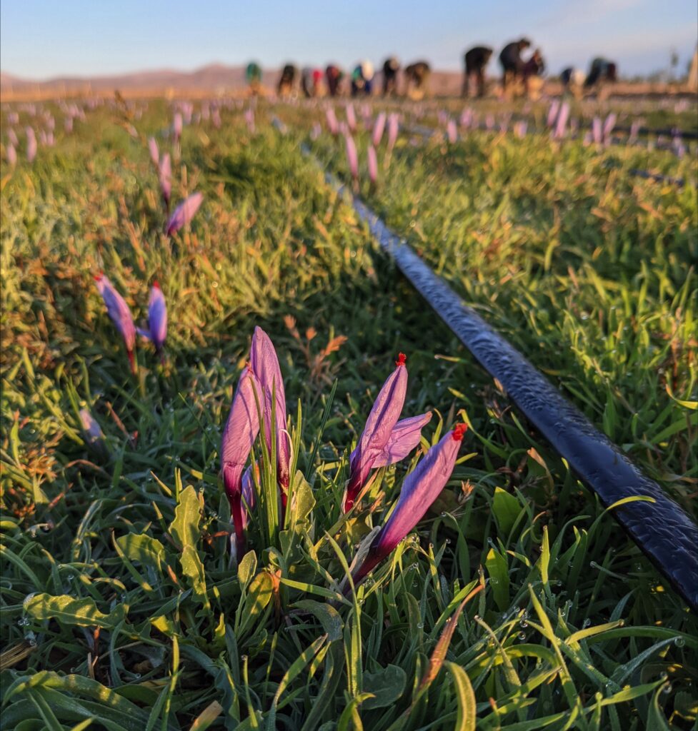 Fleurs de Safran en boutons et cueilleurs
