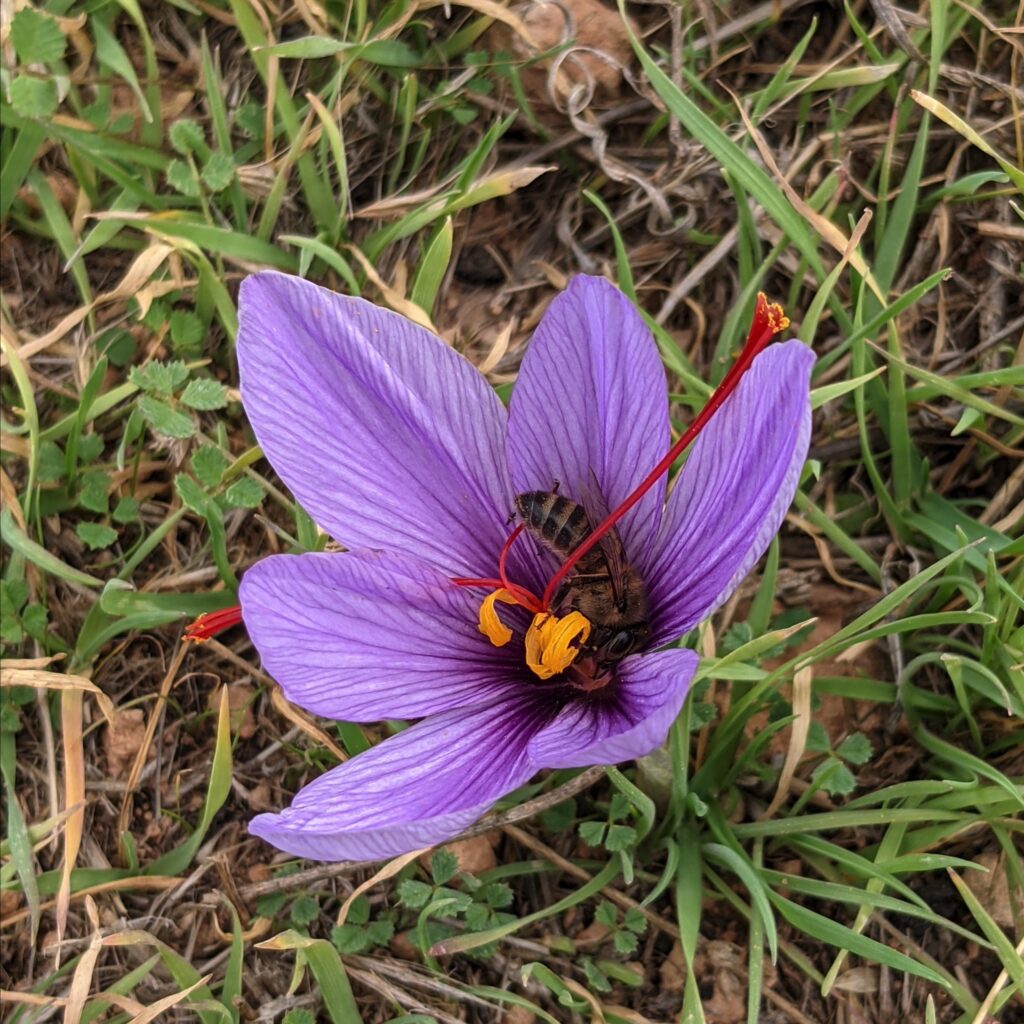 Abeille butinant une fleur de Safran