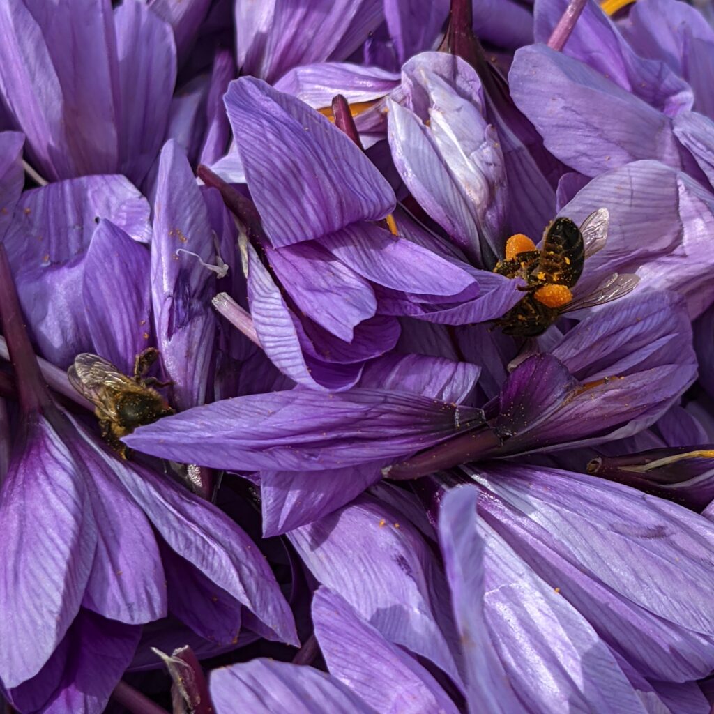 Abeilles butinant une récolte de fleurs de Safran