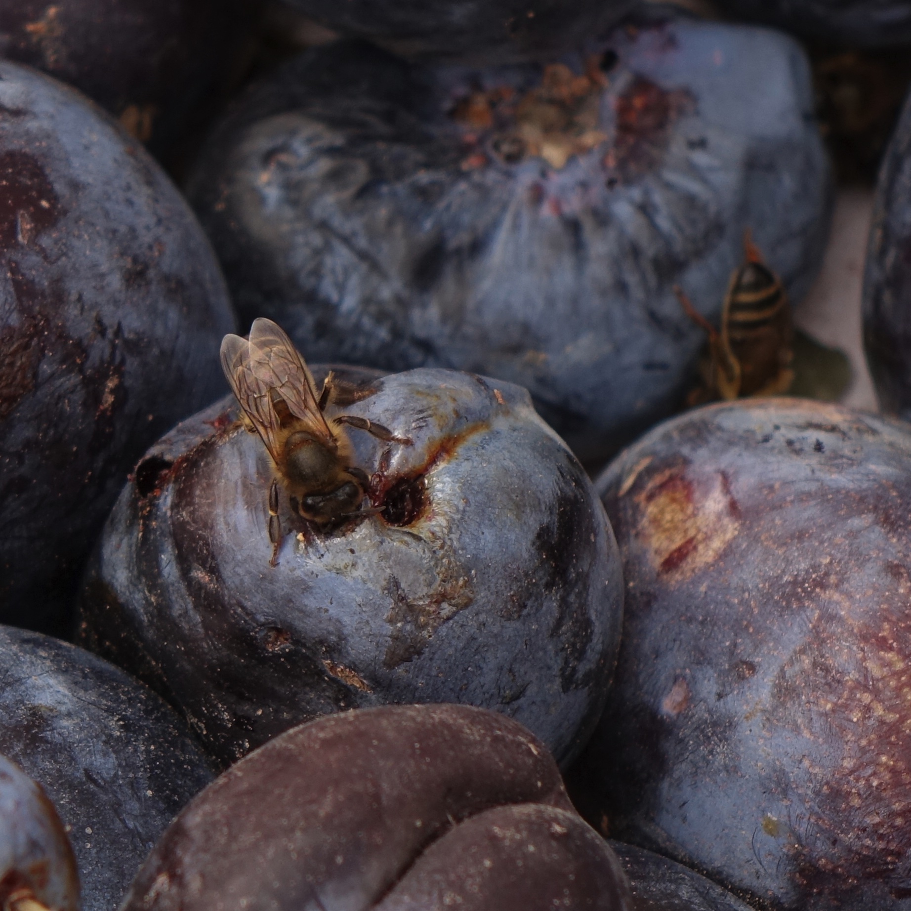 une abeille butine le nectar des prunes