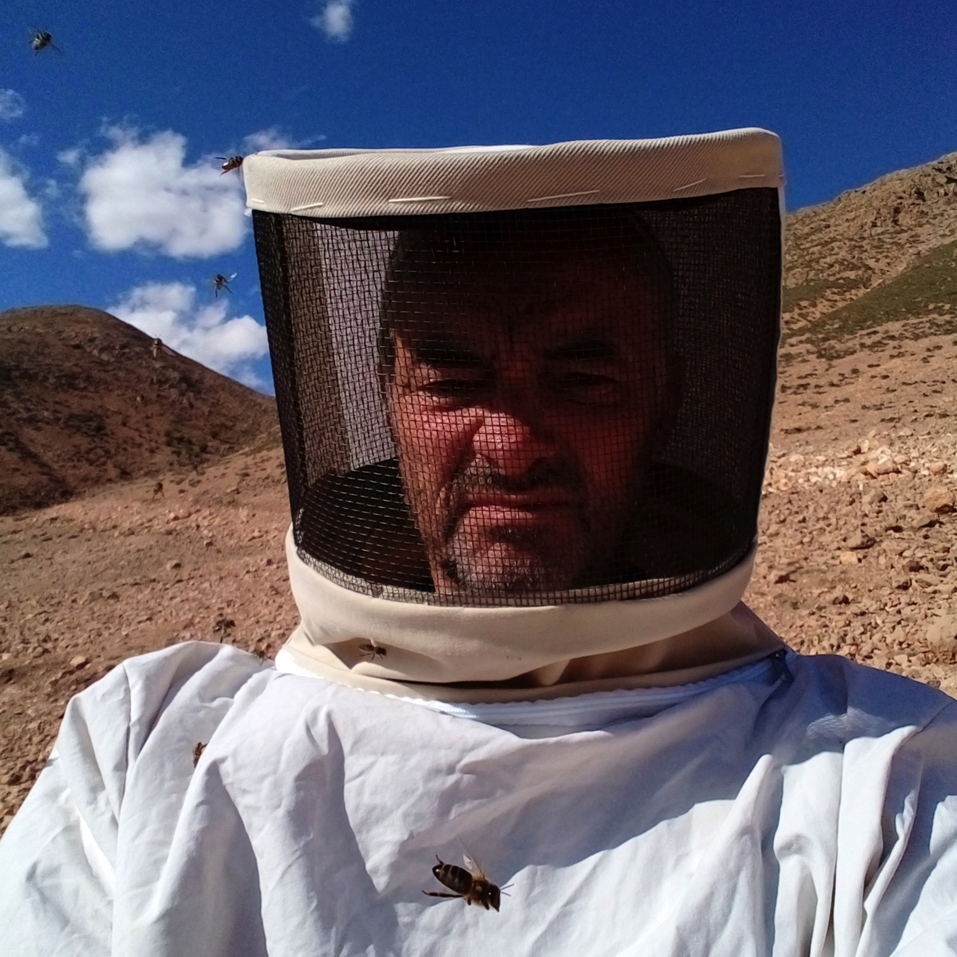Abeilles poursuivant l'apiculteur