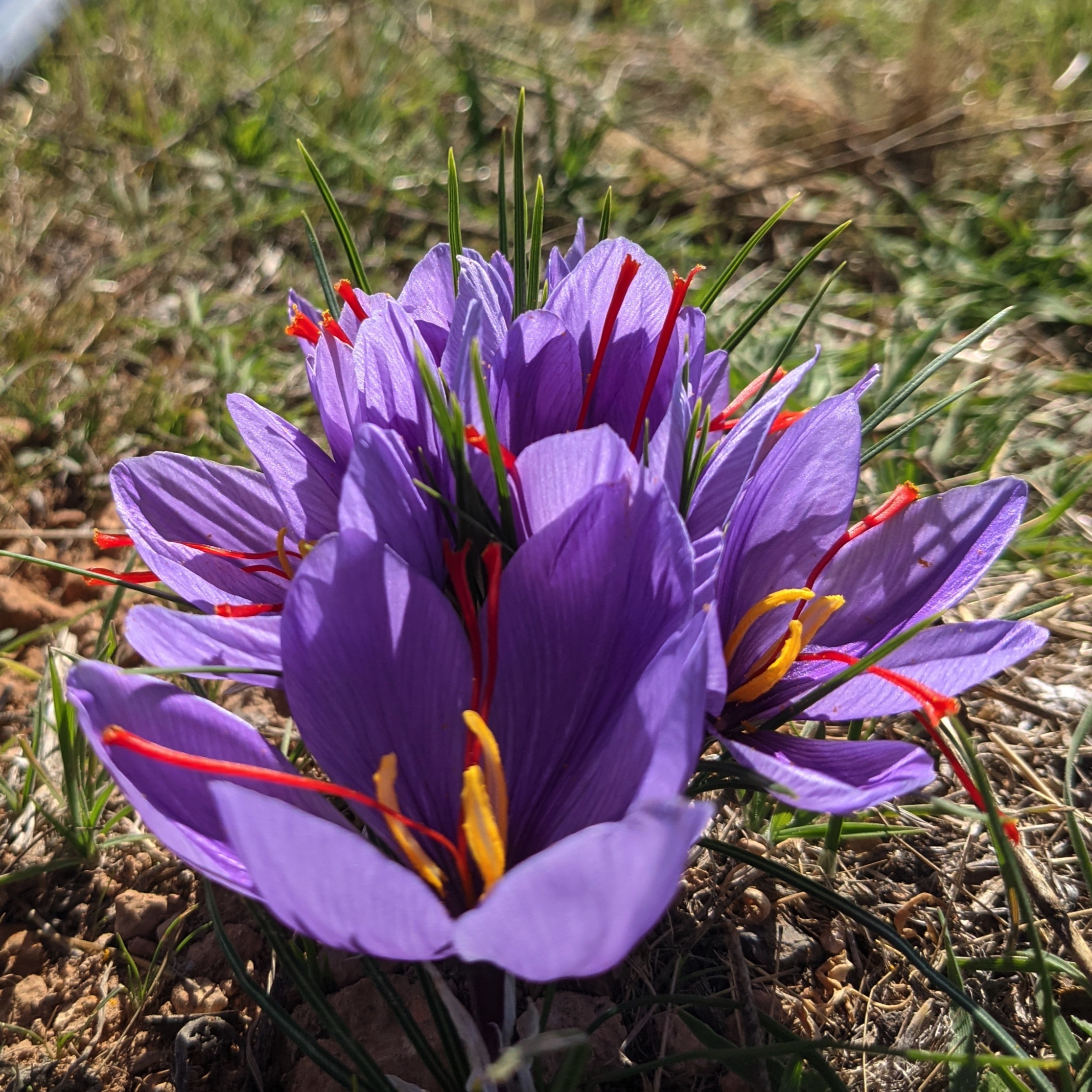 Bouquet de fleurs de Safran