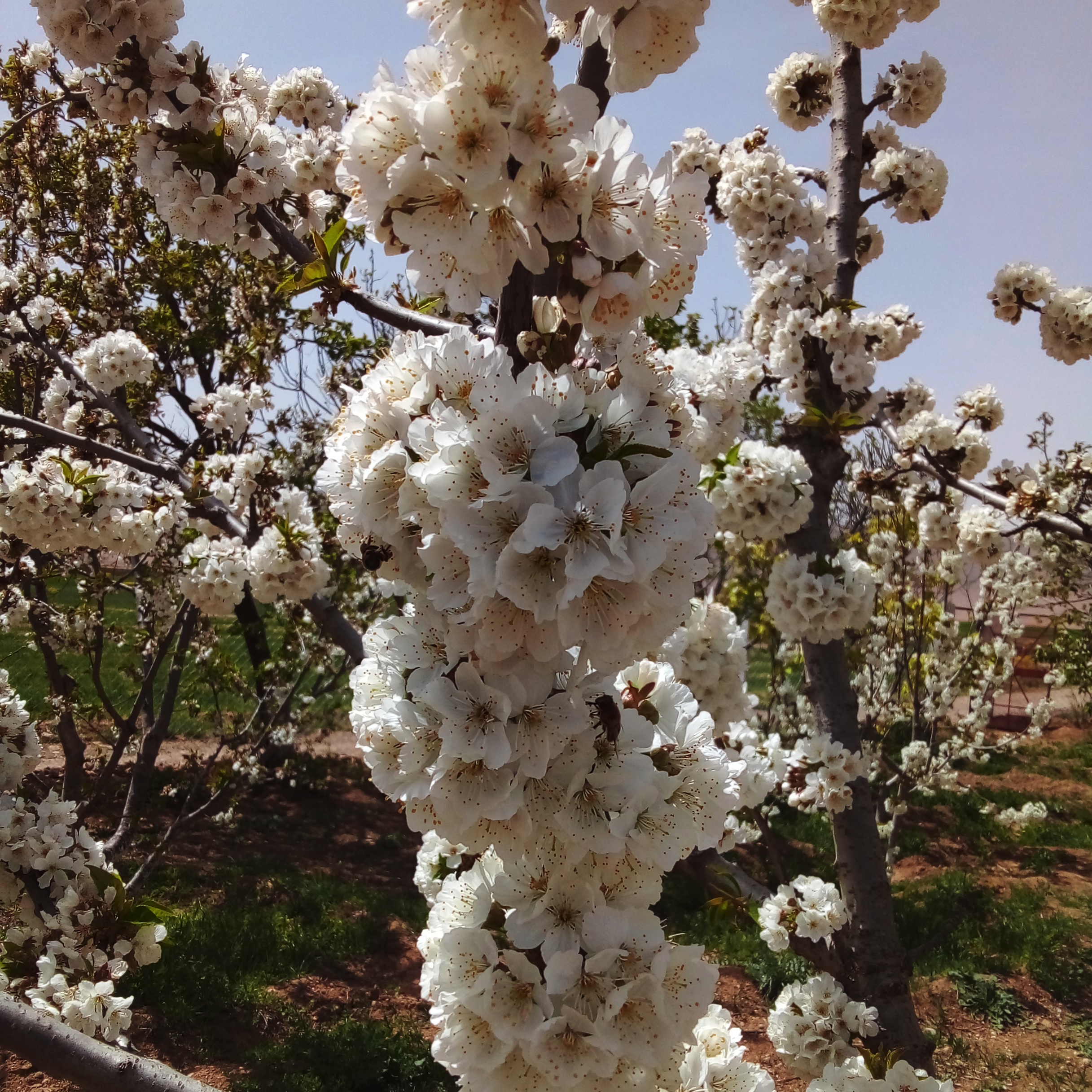 Abeille butinant un cerisier en fleurs